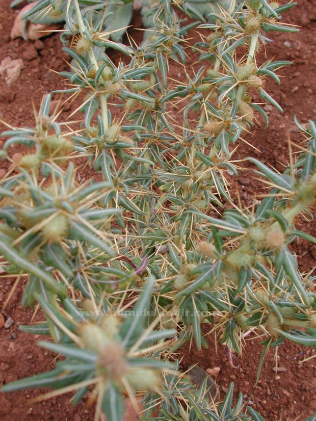 Malatya Sürgü kasabası Doğa fotografları