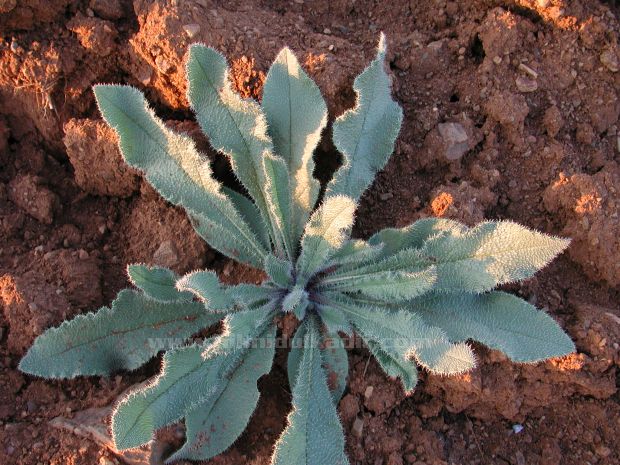 Malatya Sürgü kasabası'ndan